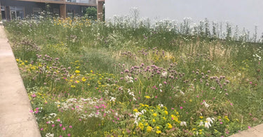 Een speciale sedummat ontworpen om bijen en vlinders aan te trekken, bevordert biodiversiteit.